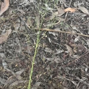 Asparagus officinalis at Hughes, ACT - 8 May 2021