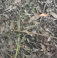 Asparagus officinalis at Hughes, ACT - 8 May 2021