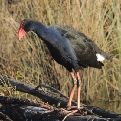 Porphyrio melanotus (Australasian Swamphen) at Monash, ACT - 4 Mar 2021 by michaelb