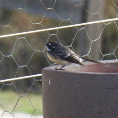 Rhipidura albiscapa (Grey Fantail) at Yass River, NSW - 7 May 2021 by SenexRugosus