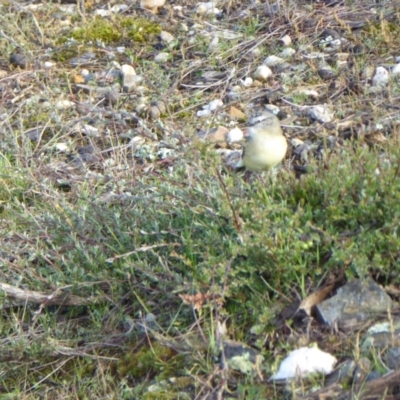 Acanthiza chrysorrhoa (Yellow-rumped Thornbill) at Yass River, NSW - 7 May 2021 by SenexRugosus