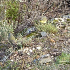 Acanthiza chrysorrhoa at Yass River, NSW - 7 May 2021