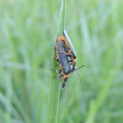 Chauliognathus lugubris (Plague Soldier Beetle) at Tuggeranong Creek to Monash Grassland - 4 Mar 2021 by michaelb