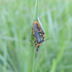 Chauliognathus lugubris (Plague Soldier Beetle) at Monash, ACT - 4 Mar 2021 by michaelb