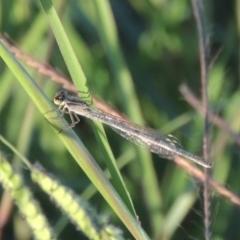 Ischnura heterosticta (Common Bluetail Damselfly) at Tuggeranong Creek to Monash Grassland - 4 Mar 2021 by michaelb