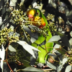 Polytelis swainsonii (Superb Parrot) at Kambah, ACT - 13 May 2021 by HelenCross