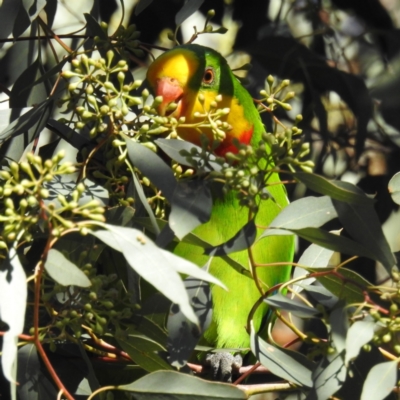 Polytelis swainsonii (Superb Parrot) at Kambah, ACT - 13 May 2021 by HelenCross