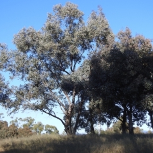 Polytelis swainsonii at Kambah, ACT - 13 May 2021