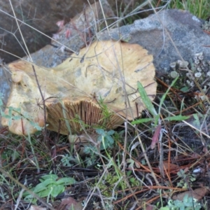 Lactarius deliciosus at Kowen, ACT - 13 May 2021