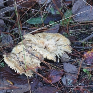 Lactarius deliciosus at Kowen, ACT - 13 May 2021