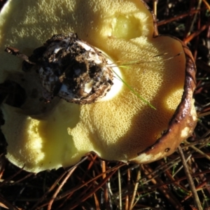 Suillus sp. at Kowen, ACT - 13 May 2021