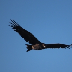 Aquila audax (Wedge-tailed Eagle) at Garran, ACT - 12 May 2021 by roymcd