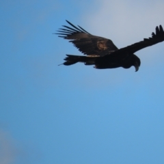 Aquila audax at Garran, ACT - 12 May 2021 04:33 PM