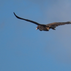 Aquila audax at Garran, ACT - 12 May 2021