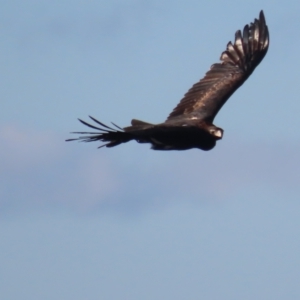 Aquila audax at Garran, ACT - 12 May 2021