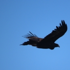 Aquila audax at Garran, ACT - 12 May 2021 04:33 PM