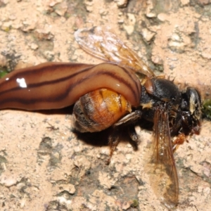 Anzoplana trilineata at Evatt, ACT - 11 May 2021