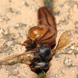 Anzoplana trilineata at Evatt, ACT - 11 May 2021 07:31 PM