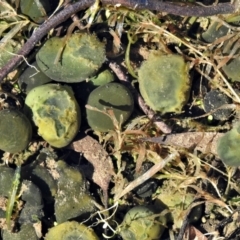 Nostoc sp. (genus) (A cyanobacterium) at Paddys River, ACT - 13 May 2021 by JohnBundock