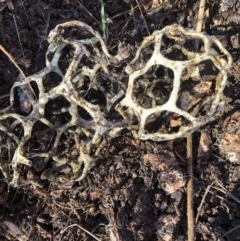 Ileodictyon gracile (Smooth Cage) at Molonglo Valley, ACT - 13 May 2021 by AndyRussell