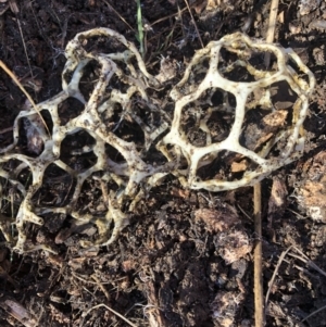 Ileodictyon gracile at Molonglo Valley, ACT - 13 May 2021