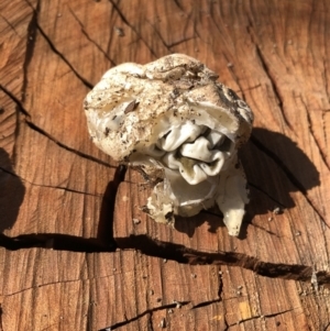 Ileodictyon gracile at Molonglo Valley, ACT - 13 May 2021