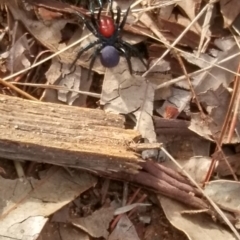 Missulena occatoria (Red-headed Mouse Spider) at Campbell, ACT - 13 May 2021 by NotSunny