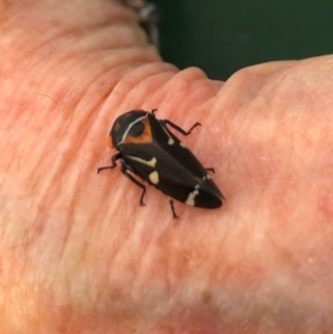 Eurymeloides pulchra at Molonglo Valley, ACT - 6 May 2021