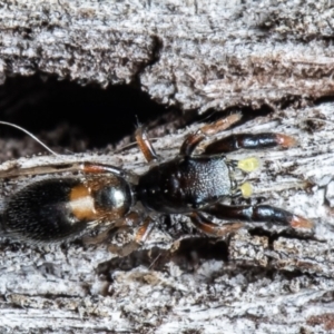 Rhombonotus gracilis at Forde, ACT - 7 May 2021