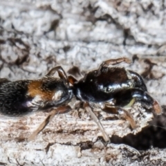 Rhombonotus gracilis at Forde, ACT - 7 May 2021