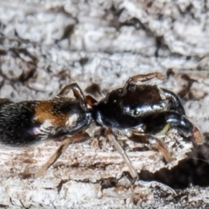 Rhombonotus gracilis at Forde, ACT - 7 May 2021 01:47 PM