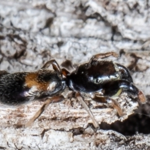 Rhombonotus gracilis at Forde, ACT - 7 May 2021