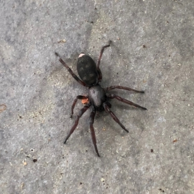 Lampona cylindrata (White-tailed Spider) at Reid, ACT - 5 Sep 2020 by AndyRussell