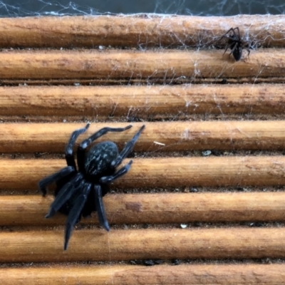 Badumna insignis (Black House Spider) at Reid, ACT - 13 Dec 2020 by AndyRussell