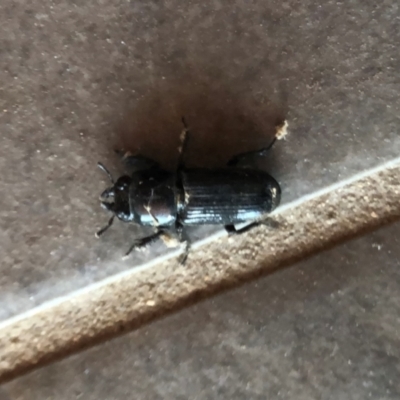 Figulus sp. (genus) (Figulus stag beetle) at Reid, ACT - 19 Jan 2021 by AndyRussell