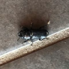 Figulus sp. (genus) (Figulus stag beetle) at Reid, ACT - 19 Jan 2021 by AndyRussell