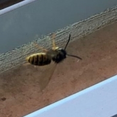 Vespula germanica (European Wasp, German Yellowjacket Wasp) at Reid, ACT - 4 Apr 2021 by AndyRussell