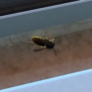 Vespula germanica at Reid, ACT - 4 Apr 2021 11:56 AM