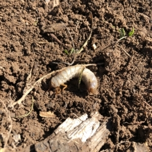 Scarabaeidae (family) at National Arboretum Woodland - 13 May 2021 10:10 AM