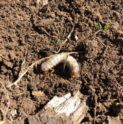 Scarabaeidae (family) (Scarab beetle, curl grub) at Molonglo Valley, ACT - 13 May 2021 by AndyRussell