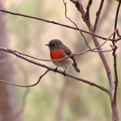 Petroica boodang (Scarlet Robin) at Tidbinbilla Nature Reserve - 12 May 2021 by RodDeb