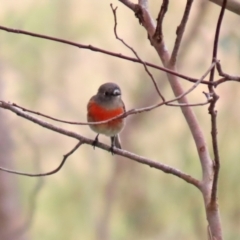 Petroica boodang at Paddys River, ACT - 12 May 2021