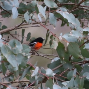 Petroica boodang at Paddys River, ACT - 12 May 2021 12:31 PM