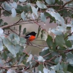 Petroica boodang at Paddys River, ACT - 12 May 2021 12:31 PM