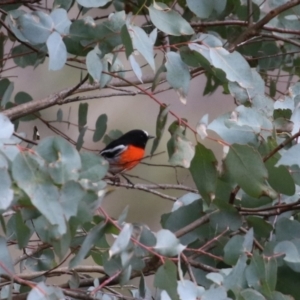 Petroica boodang at Paddys River, ACT - 12 May 2021