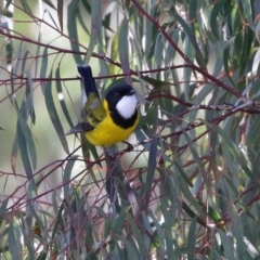 Pachycephala pectoralis (Golden Whistler) at Paddys River, ACT - 12 May 2021 by RodDeb