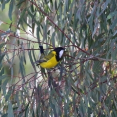 Pachycephala pectoralis at Paddys River, ACT - 12 May 2021