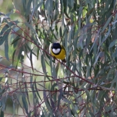 Pachycephala pectoralis at Paddys River, ACT - 12 May 2021