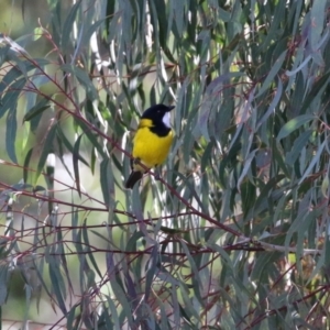 Pachycephala pectoralis at Paddys River, ACT - 12 May 2021