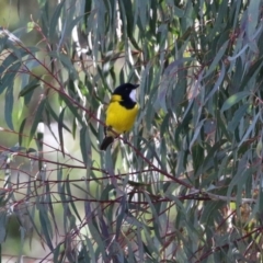 Pachycephala pectoralis at Paddys River, ACT - 12 May 2021